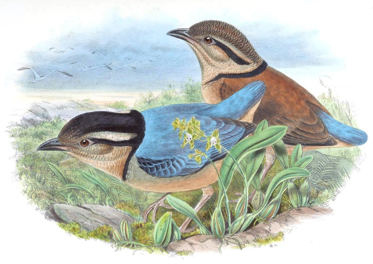 Pitta caerulea = Hydrornis caeruleus بواسطة جون جولد