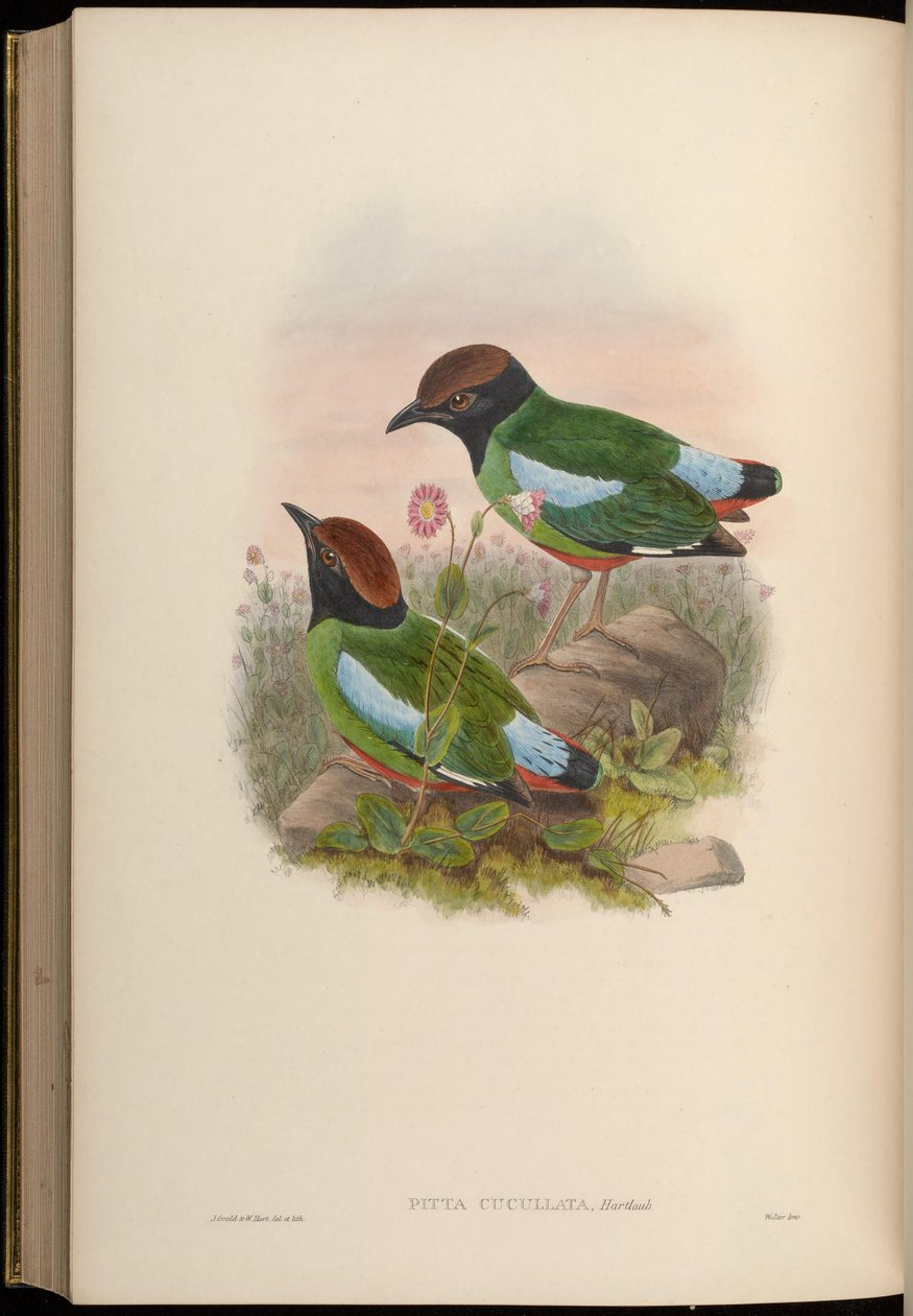 Pitta cucullata = Pitta sordida cucullata بواسطة جون جولد