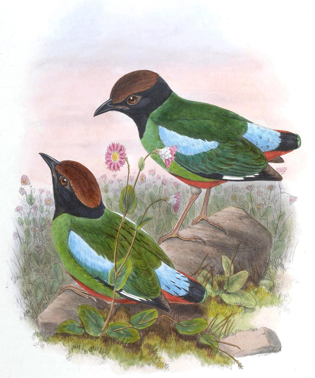 Pitta cucullata = Pitta sordida cucullata بواسطة جون جولد