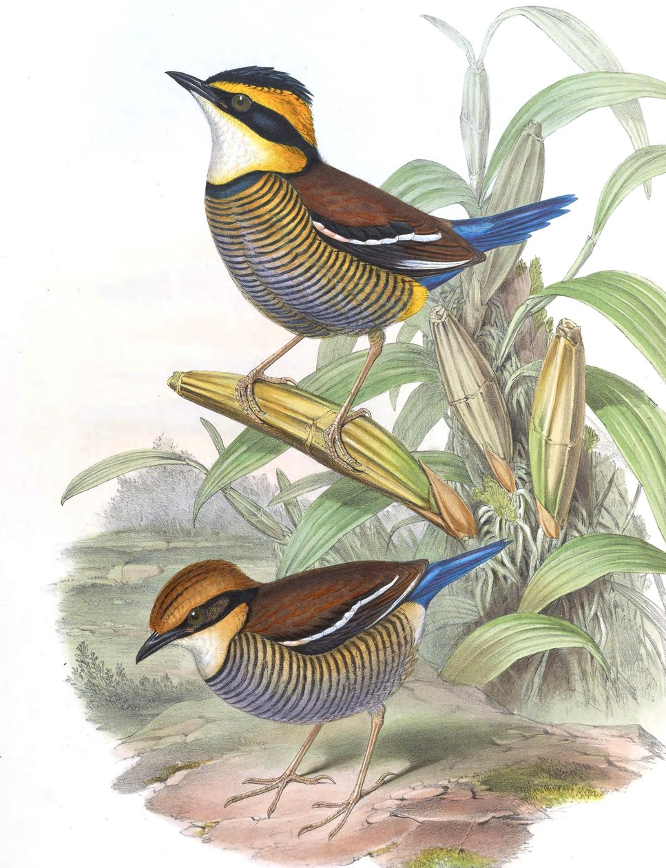 Pitta cyanura = Hydrornis (guajana) guajana بواسطة جون جولد