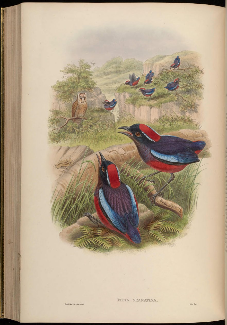 Pitta granatina = Erythropitta granatina granatina بواسطة جون جولد