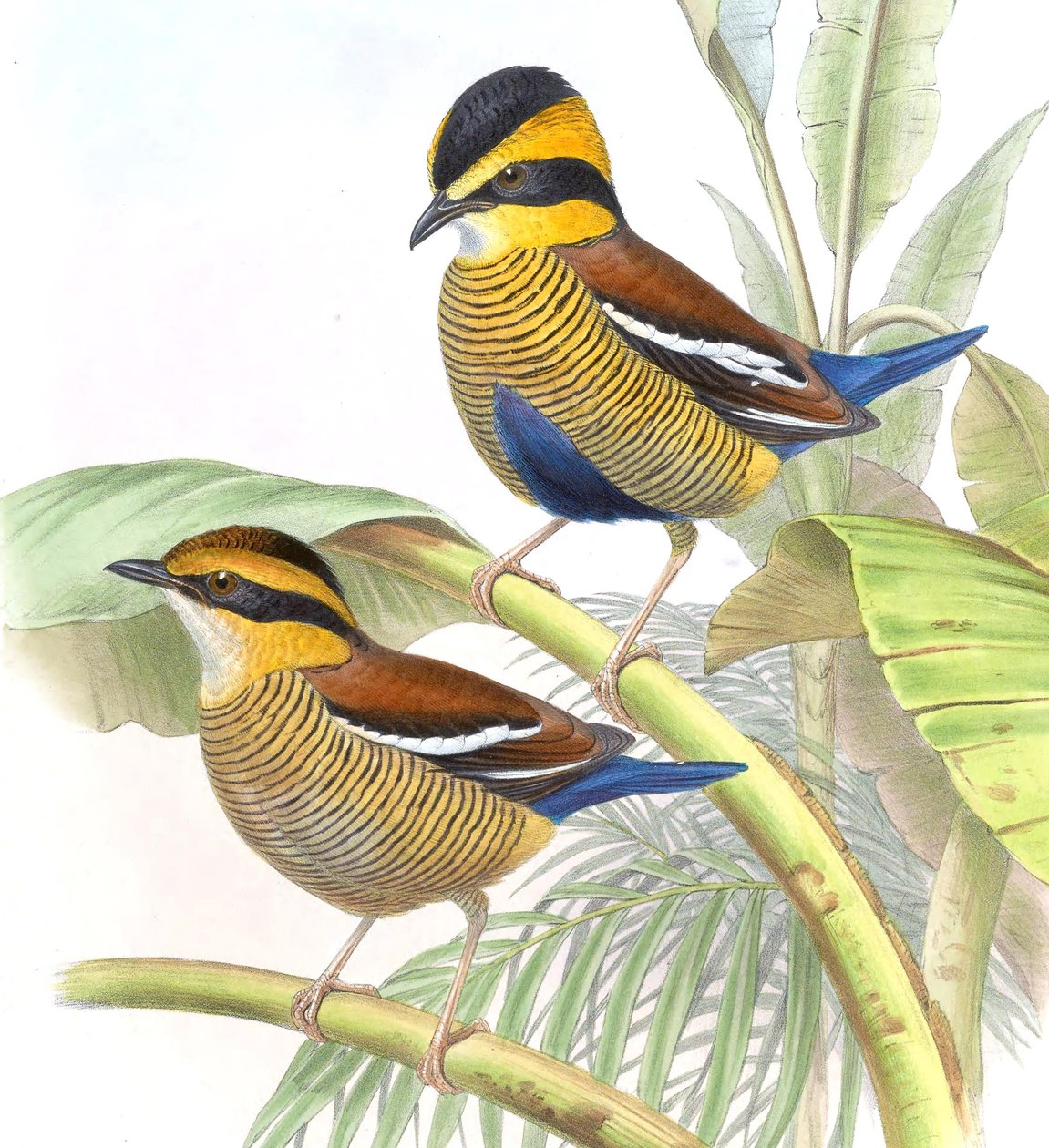 Pitta schwaneri = Hydrornis schwaneri بواسطة جون جولد