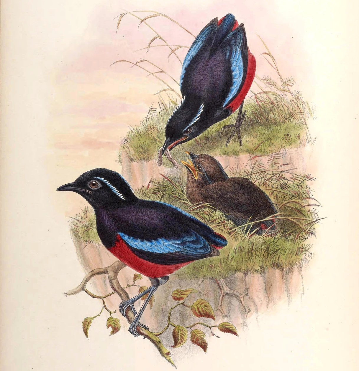 Pitta ussheri = Erythropitta ussheri بواسطة جون جولد