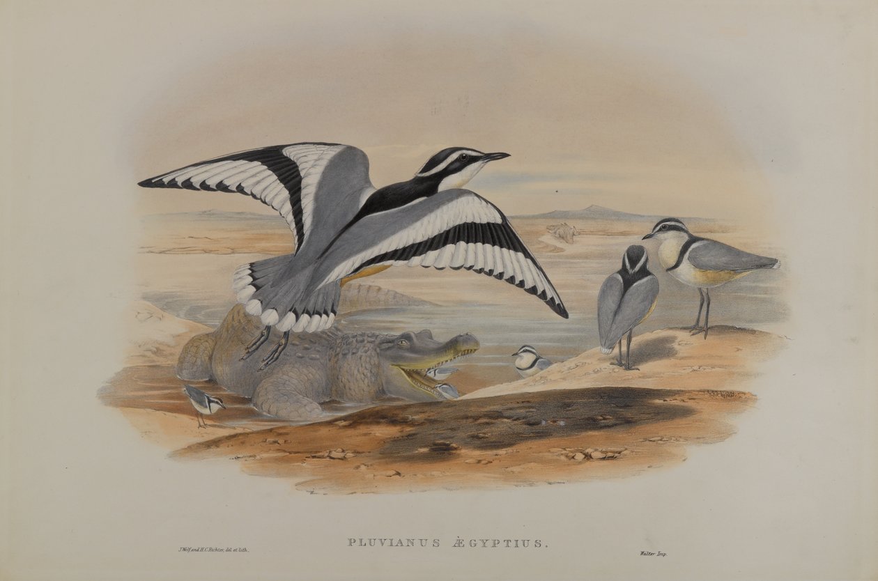 Pluvianus المصري بواسطة جون جولد