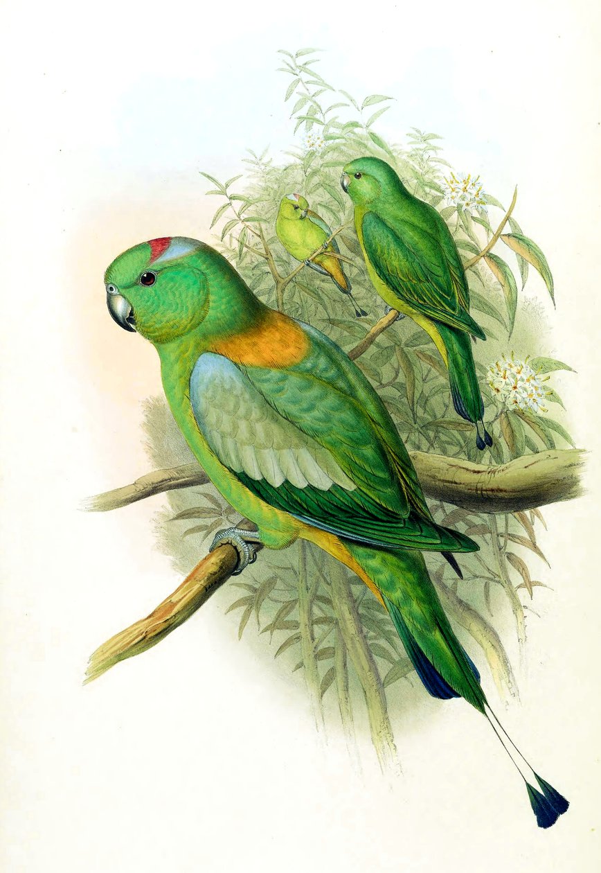 Prioniturus setarius = صفيحة Prioniturus بواسطة جون جولد