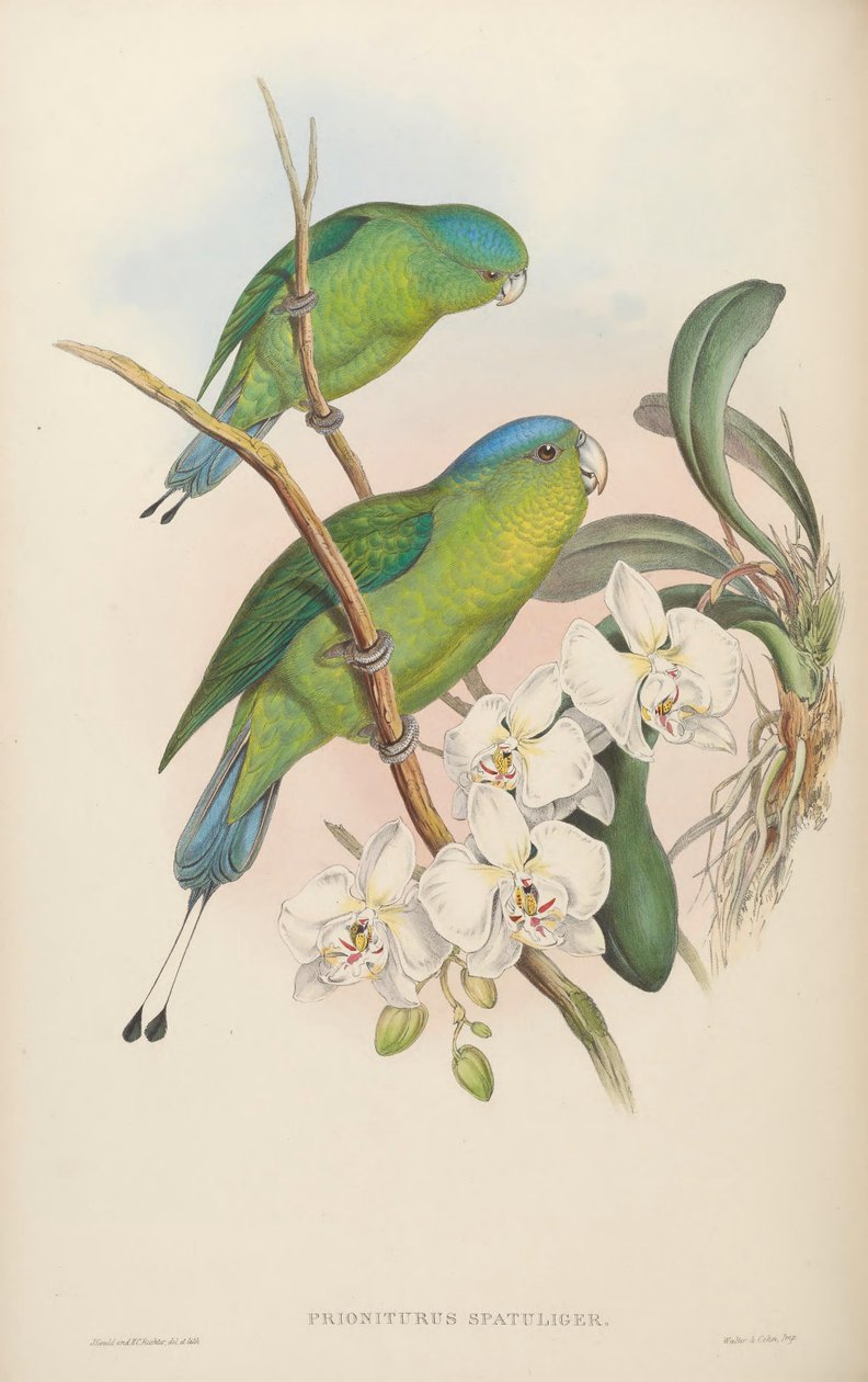 Prioniturus spatuliger = Prioniturus discurus بواسطة جون جولد