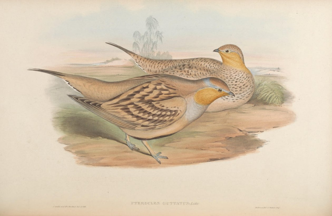 Pterocles guttatus = Pterocles senegallus بواسطة جون جولد