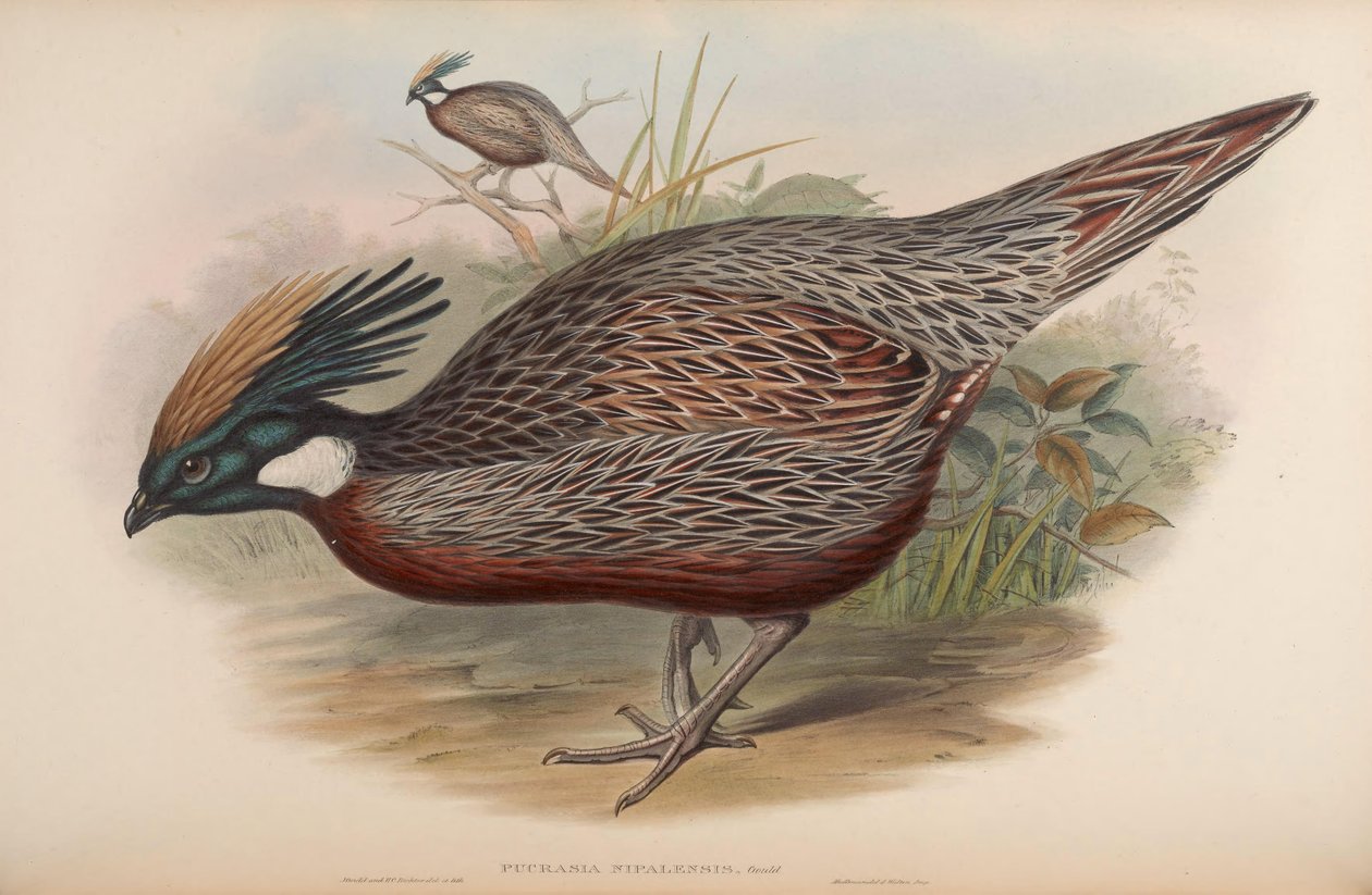 Pucrasia nipalensis = Pucrasia macrolopha nipalensis بواسطة جون جولد