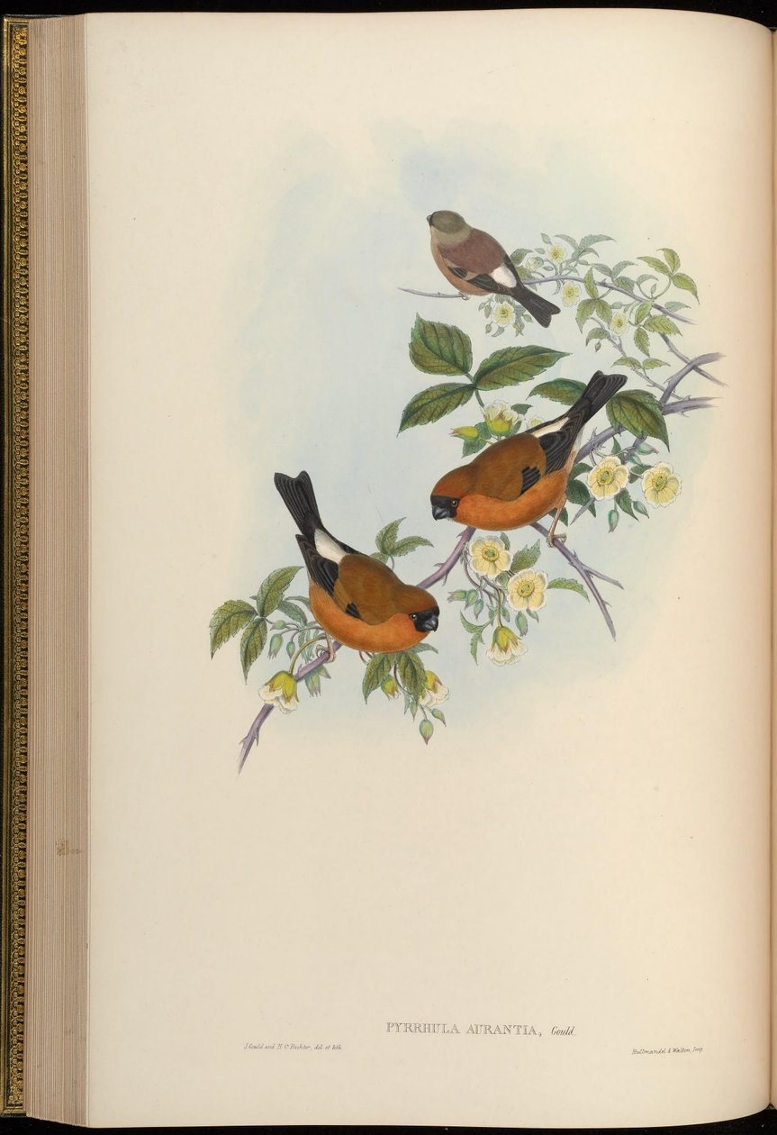 Pyrrhula aurantia = Pyrrhula aurantiaca بواسطة جون جولد