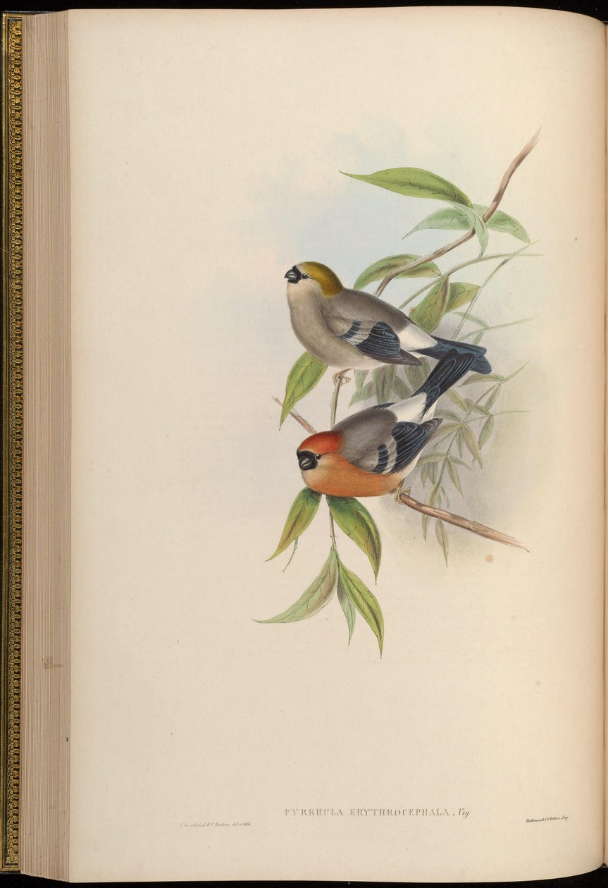 Pyrrhula erythrocephala بواسطة جون جولد