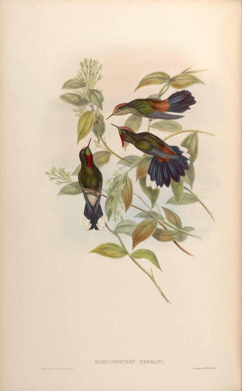 Ramphomicron herrani = Chalcostigma herrani بواسطة جون جولد