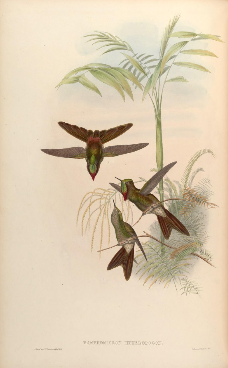Ramphomicron heteropogon = مغايرة Chalcostigma بواسطة جون جولد