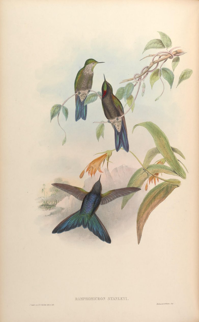 Ramphomicron stanleyi = Chalcostigma stanleyi بواسطة جون جولد