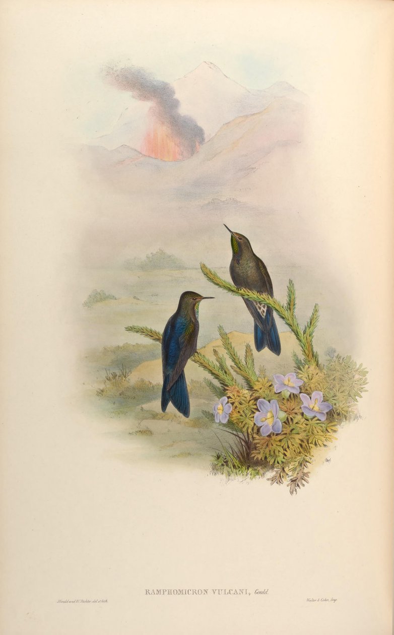 Ramphomicron vulcani = البراكين Chalcostigma stanleyi بواسطة جون جولد