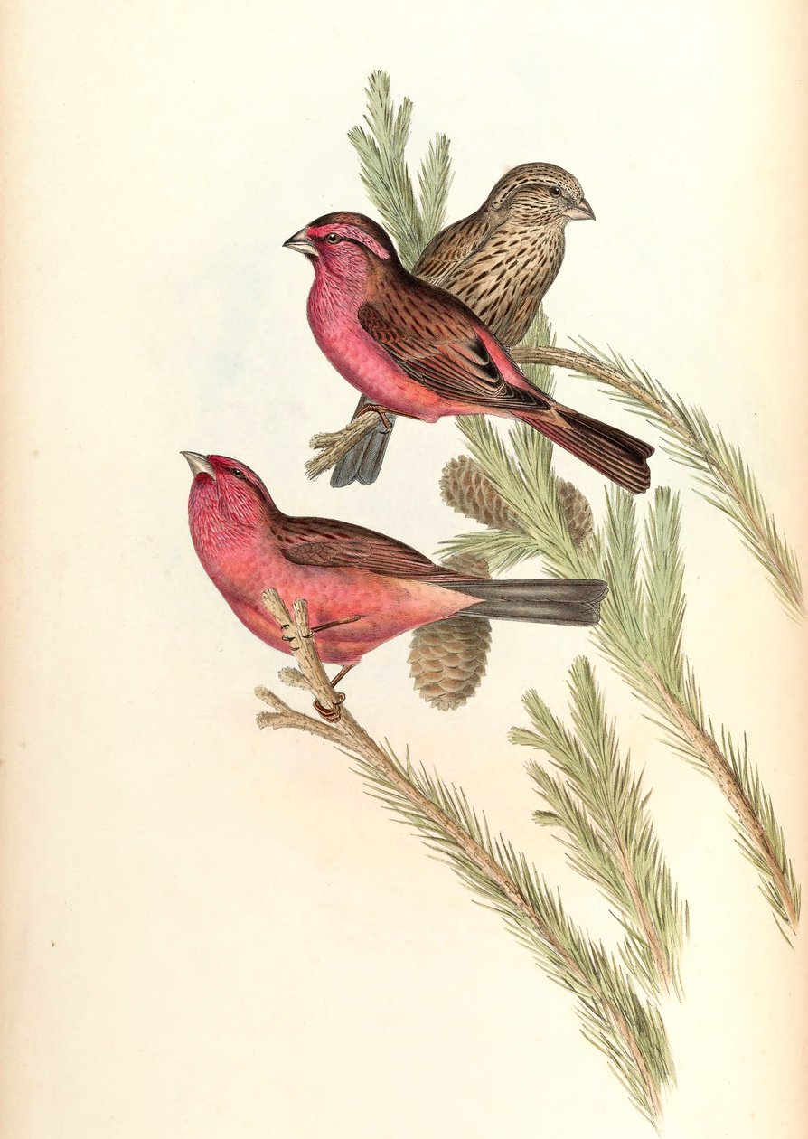 Rosefinch المغطاة باللون الأحمر (Blyth&39;s Rosefinch) Carpodacus rhodochlamys Blyth بواسطة جون جولد
