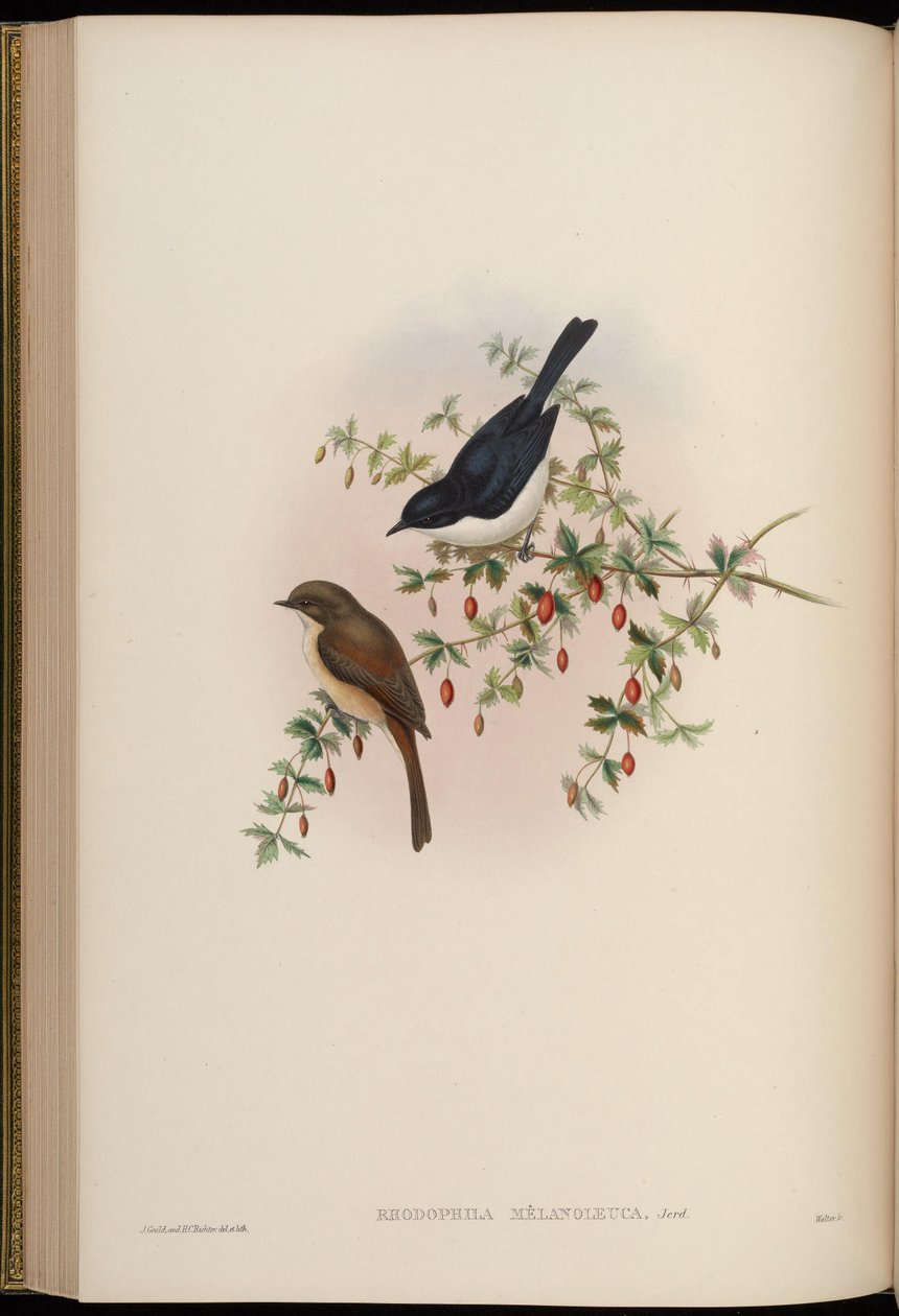 Rhodophila melanoleuca = Saxicola jerdoni ref بواسطة جون جولد