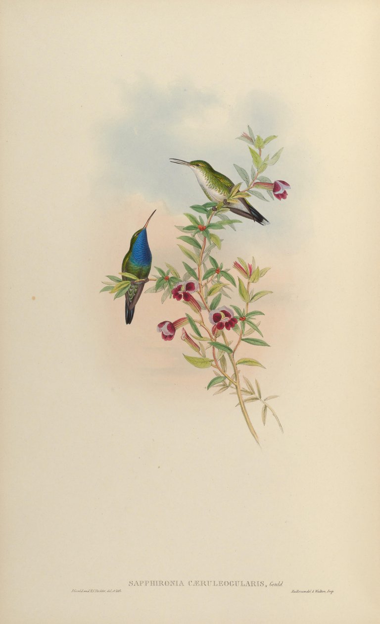 الياقوت الأزرق caeruleogularis = Lepidopyga caeruleogularis بواسطة جون جولد