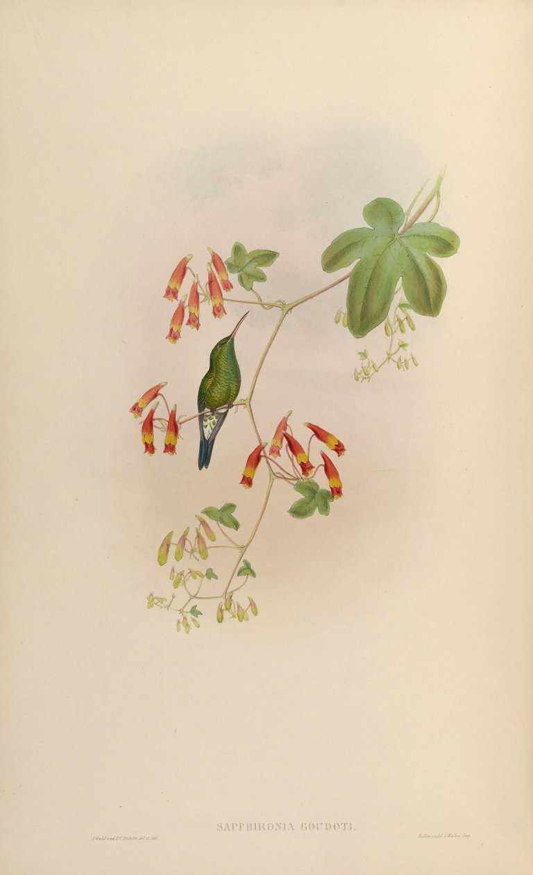 Sapphironia goudoti = Lepidopyga goudoti بواسطة جون جولد