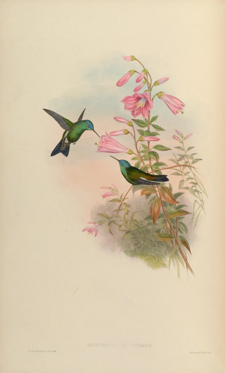 Cyanifrons Saucerottia = سيانيفر Amazilia بواسطة جون جولد