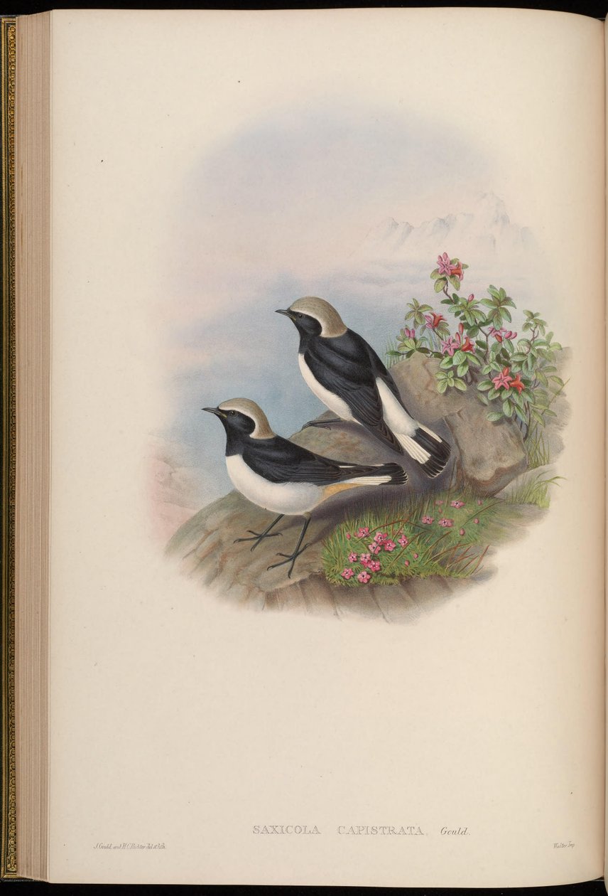 Saxicola capistrata = Oenanthe picata capistrata بواسطة جون جولد
