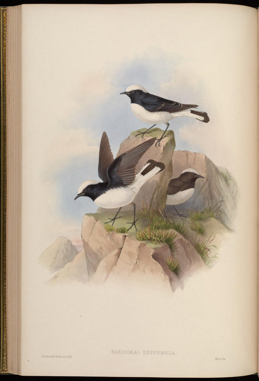 Saxicola leucomela = Oenanthe pleschanka بواسطة جون جولد