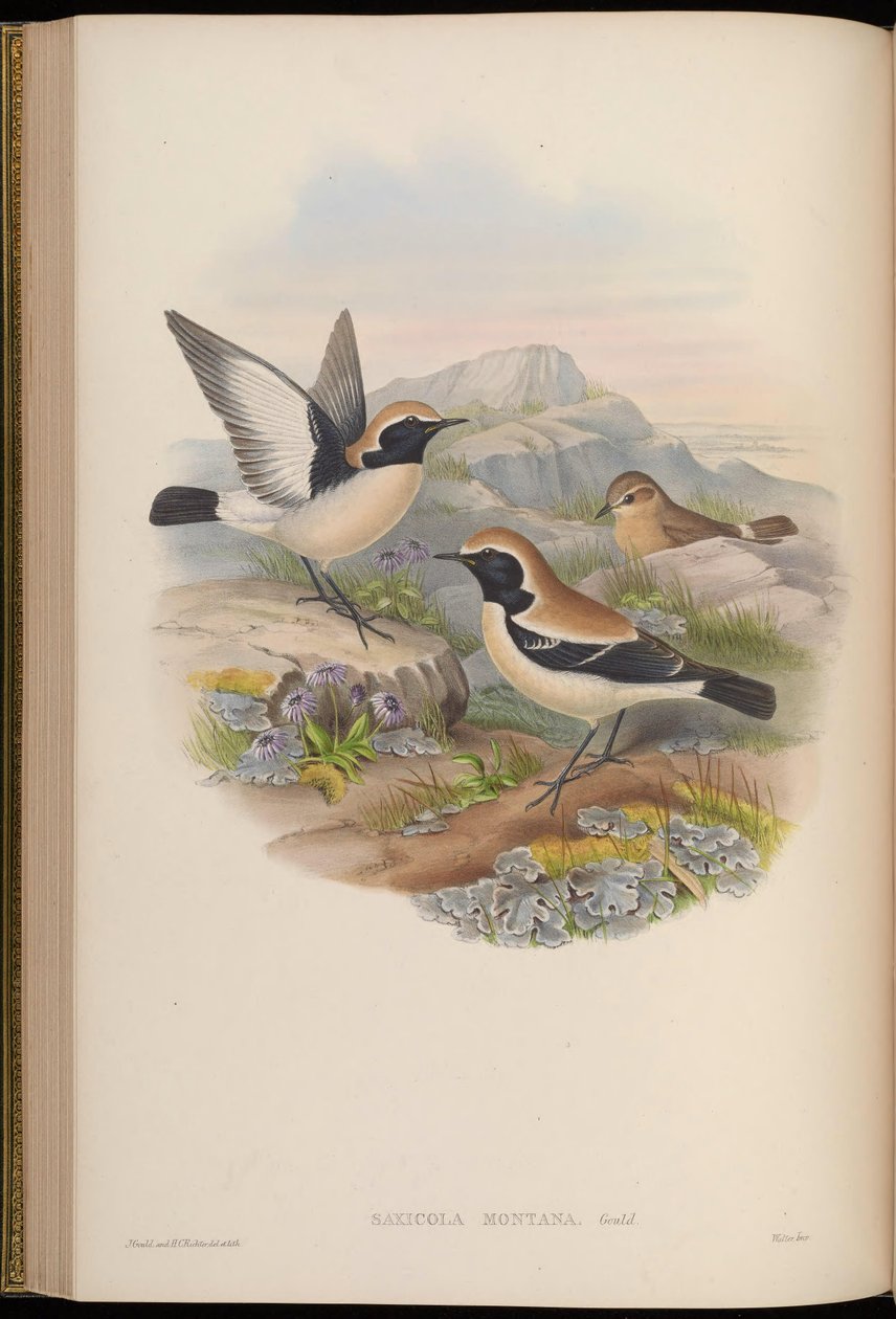 Saxicola montana = Oenanthe الصحراوي بواسطة جون جولد