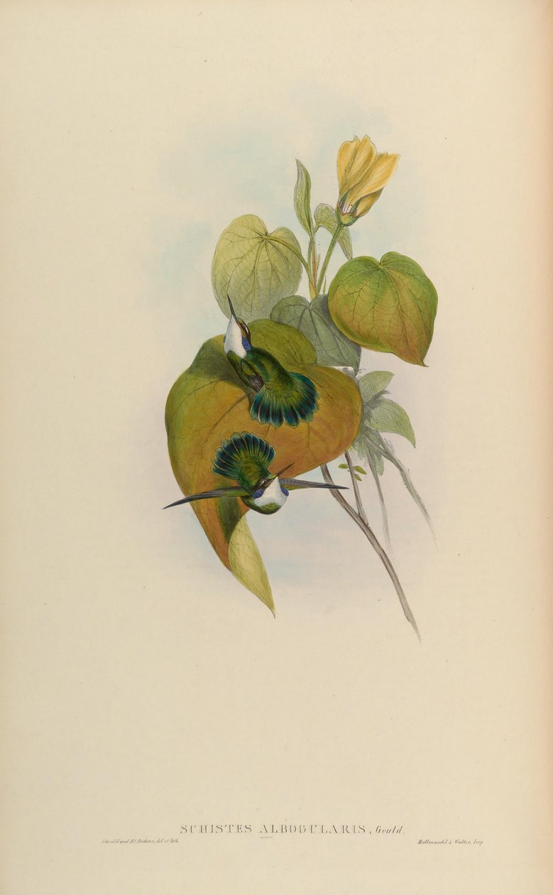 Schistes albogularis = Schistes geoffroyi albogularis بواسطة جون جولد