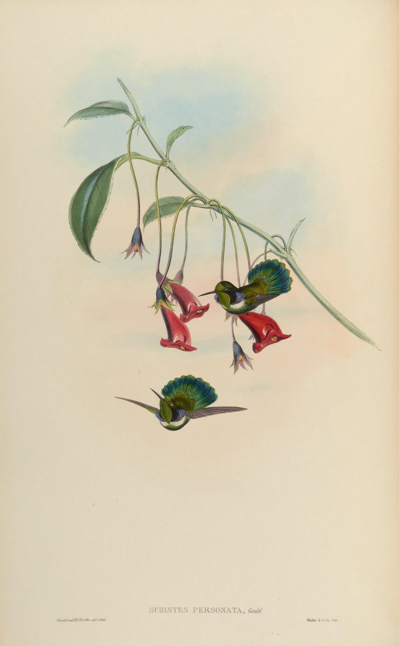 Schistes personata = Schistes geoffroyi albogularis بواسطة جون جولد