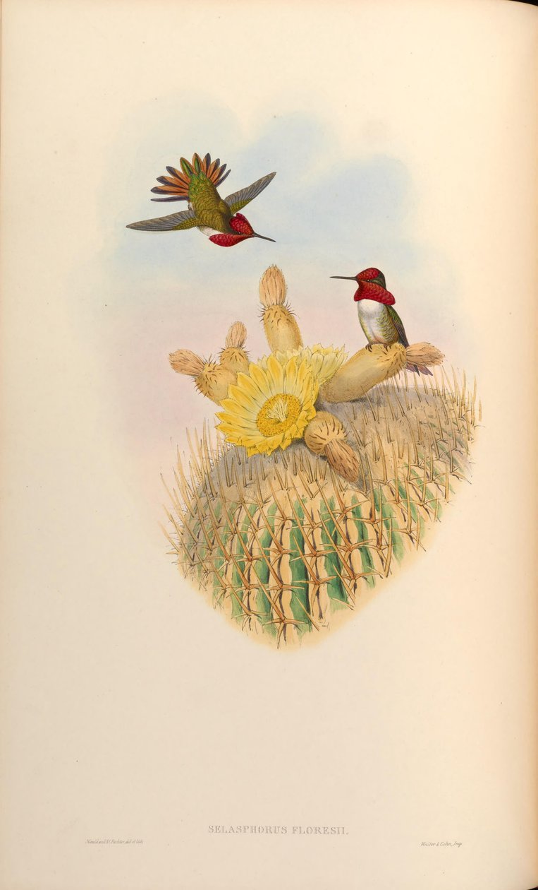 Selasphorus floresii = Selasphorus sasin x Selasphorus anna بواسطة جون جولد