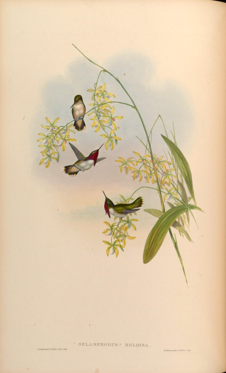 Selasphorus heloisa = Atthis heloisae بواسطة جون جولد