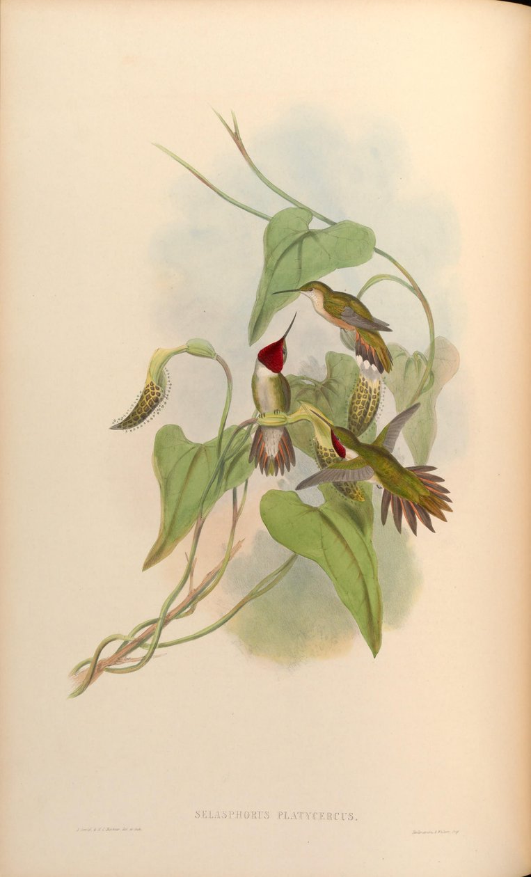 Selasphorus platycercus بواسطة جون جولد