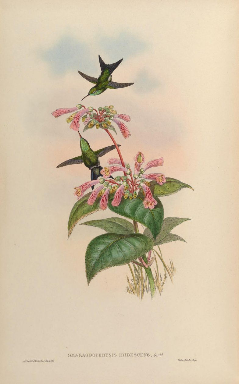 Smaragdochrysis iridescens = Chlorostilbon aureoventris X Calliphlox amethystina بواسطة جون جولد