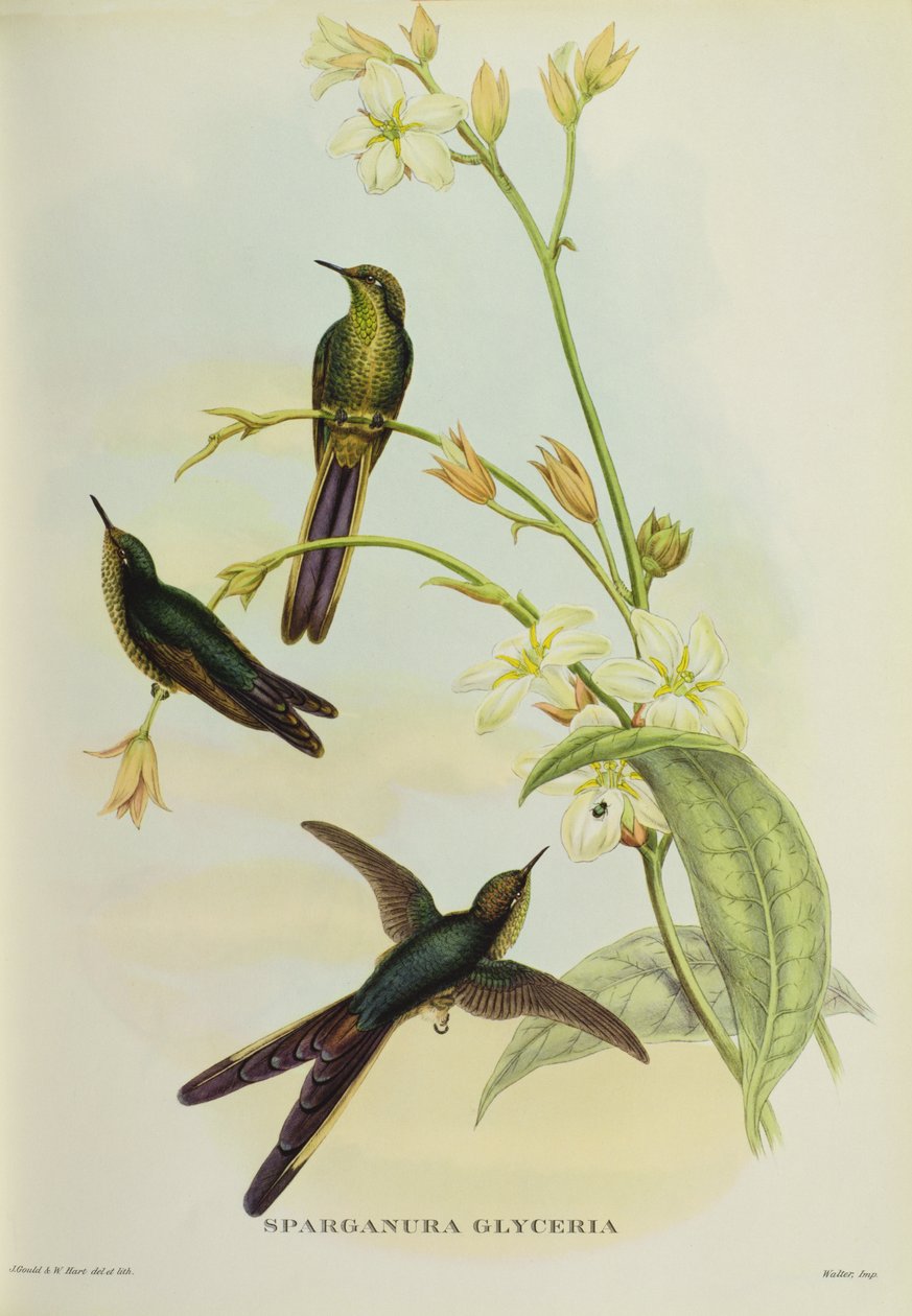 Sparganura Glyceria من فيلم "Tropical Birds" بواسطة جون جولد