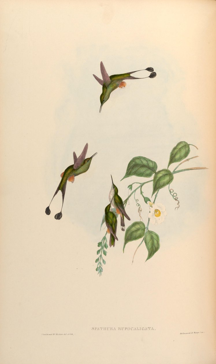Spathura rufocaligata = الأوعية الدموية تحت الأضلاع بواسطة جون جولد