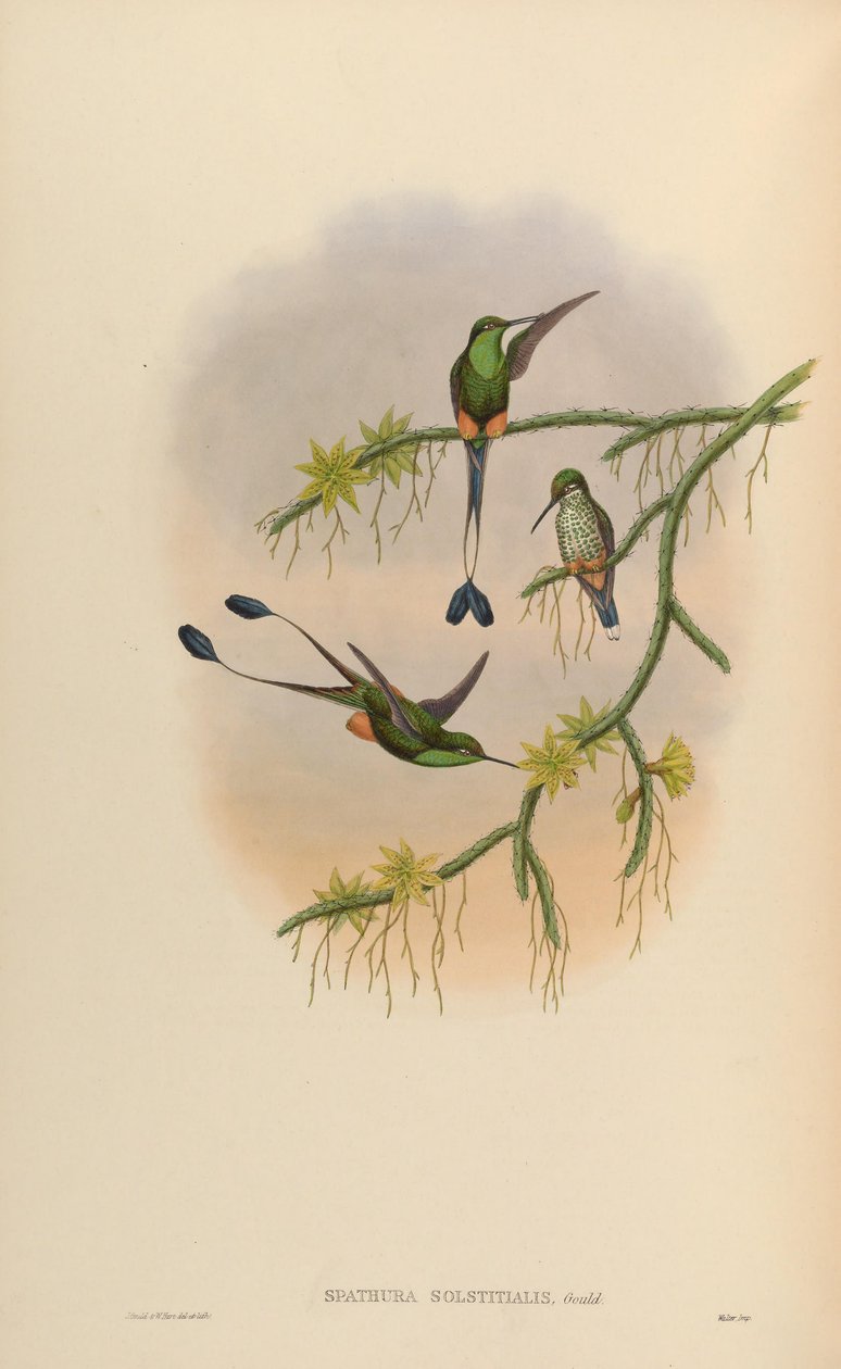Spathura solstitialis = Ocreatus underwoodii بواسطة جون جولد