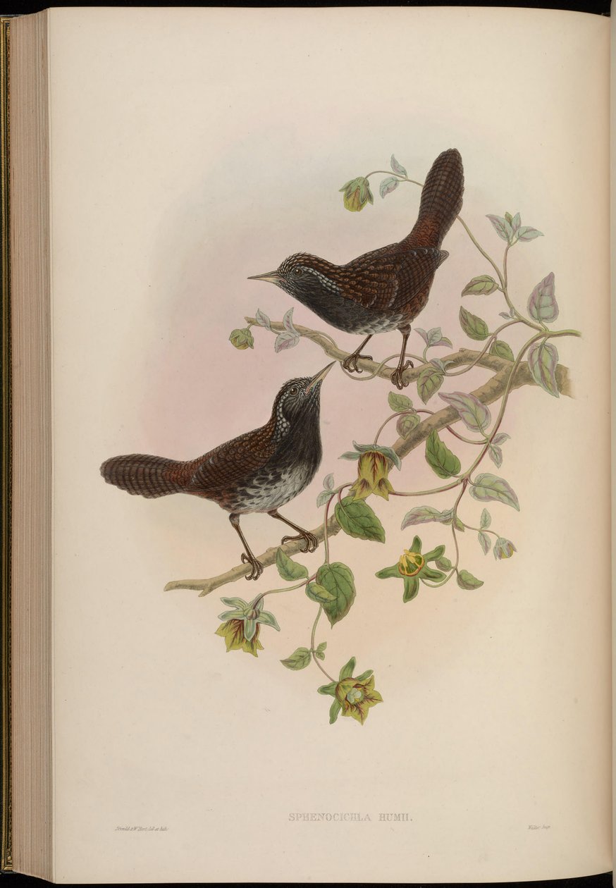Sphenocichla humii بواسطة جون جولد