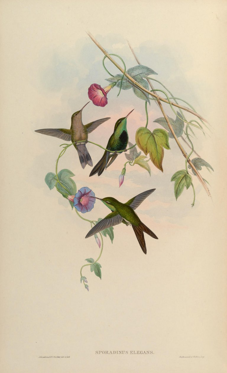 Sporadinus elegans = Swinsonii الكلوروستيلبون بواسطة جون جولد