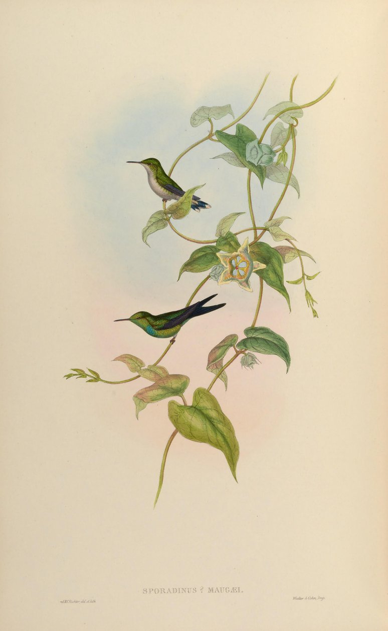 Sporadinus maugaei = Maugaeus Chlorostilbon بواسطة جون جولد