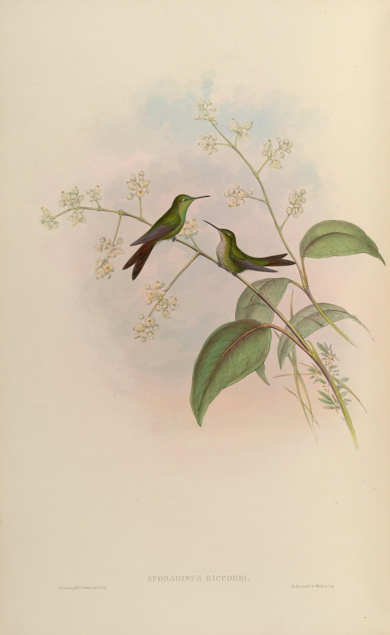 Sporadinus riccordii = الكلوروستيلبون riccordii بواسطة جون جولد