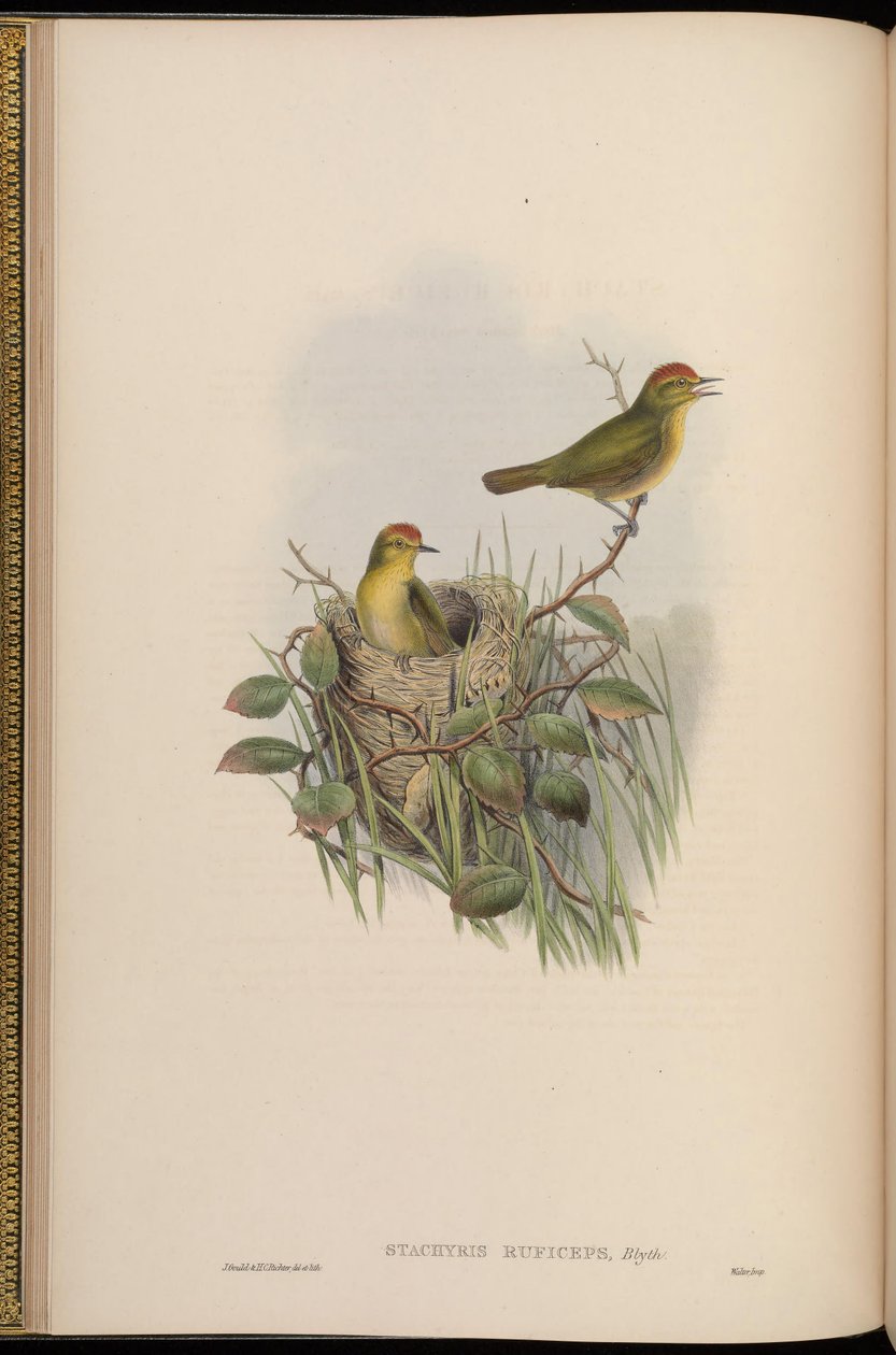 Stachyris ruficeps = Stachyridopsis ruficeps بواسطة جون جولد
