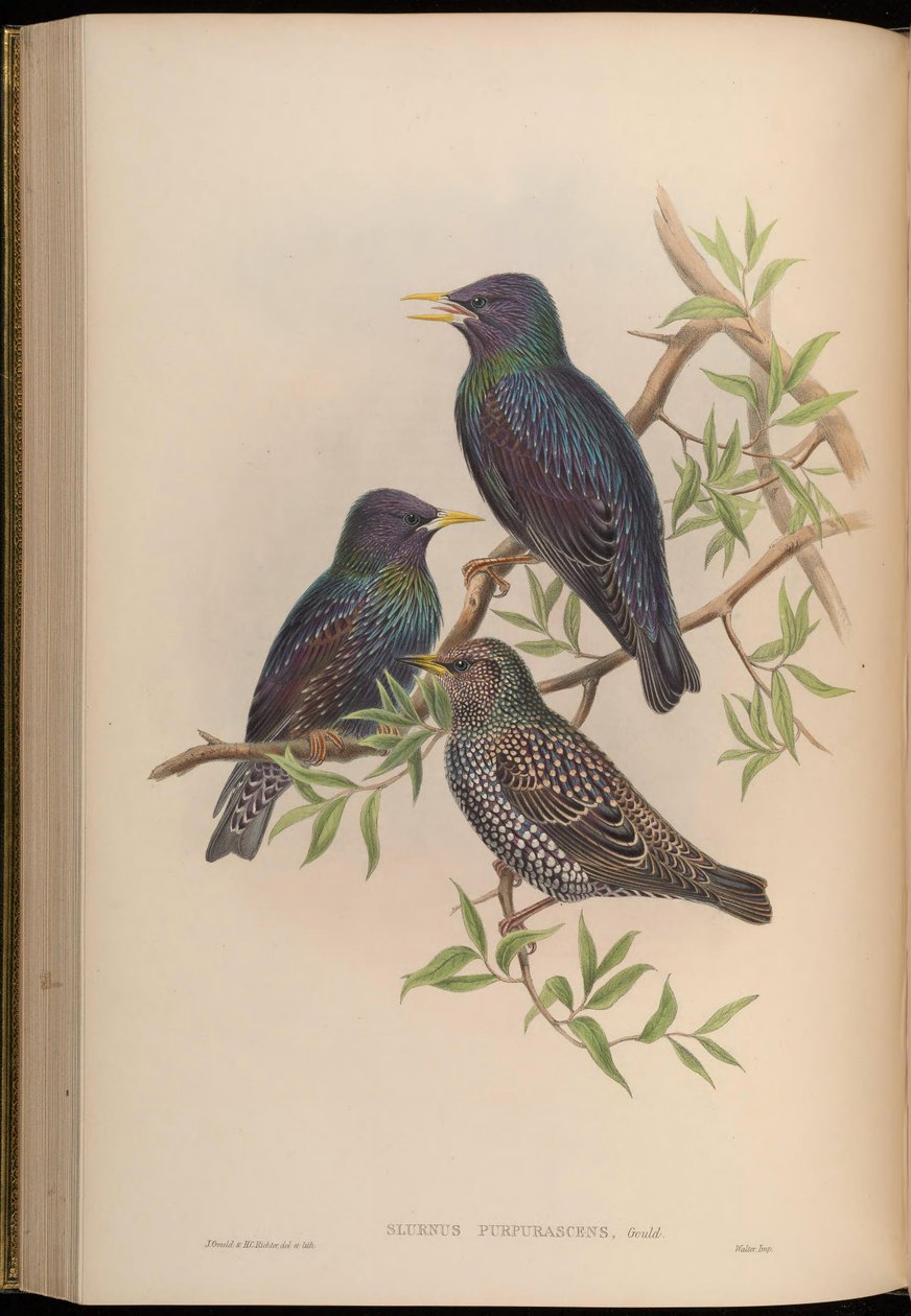 Sturnus purpurascens = بوربوراسينس Sturnus purgarascens بواسطة جون جولد