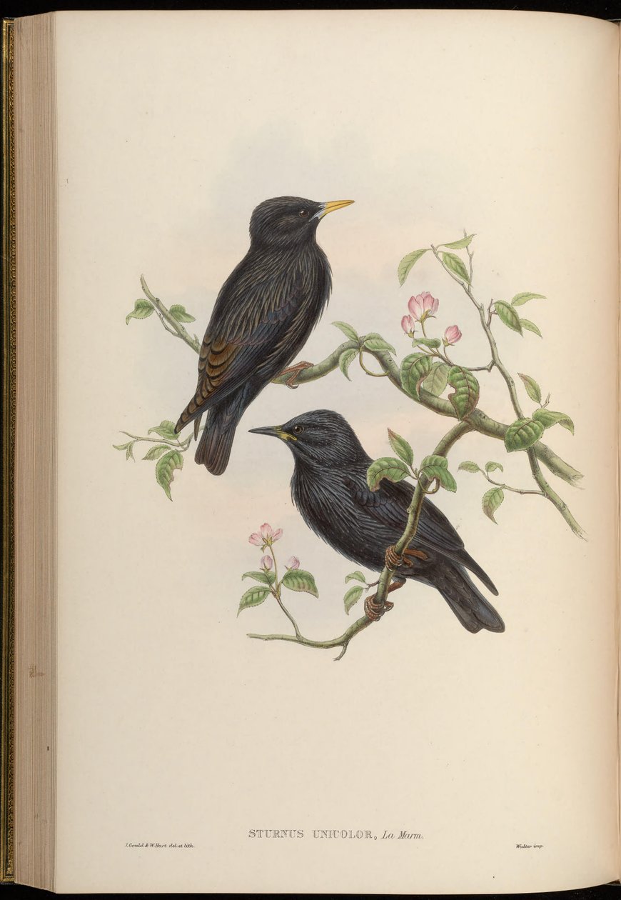 Sturnus unicolor بواسطة جون جولد