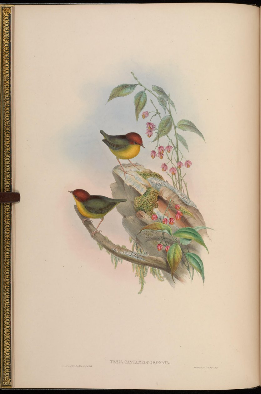 أطروحة castaneocoronata = Cettia castaneocoronata بواسطة جون جولد