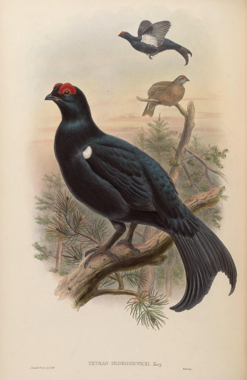 Tetrao mlokosiewiczi بواسطة جون جولد