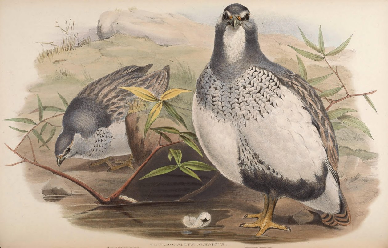 Tetraogallus altaicus بواسطة جون جولد