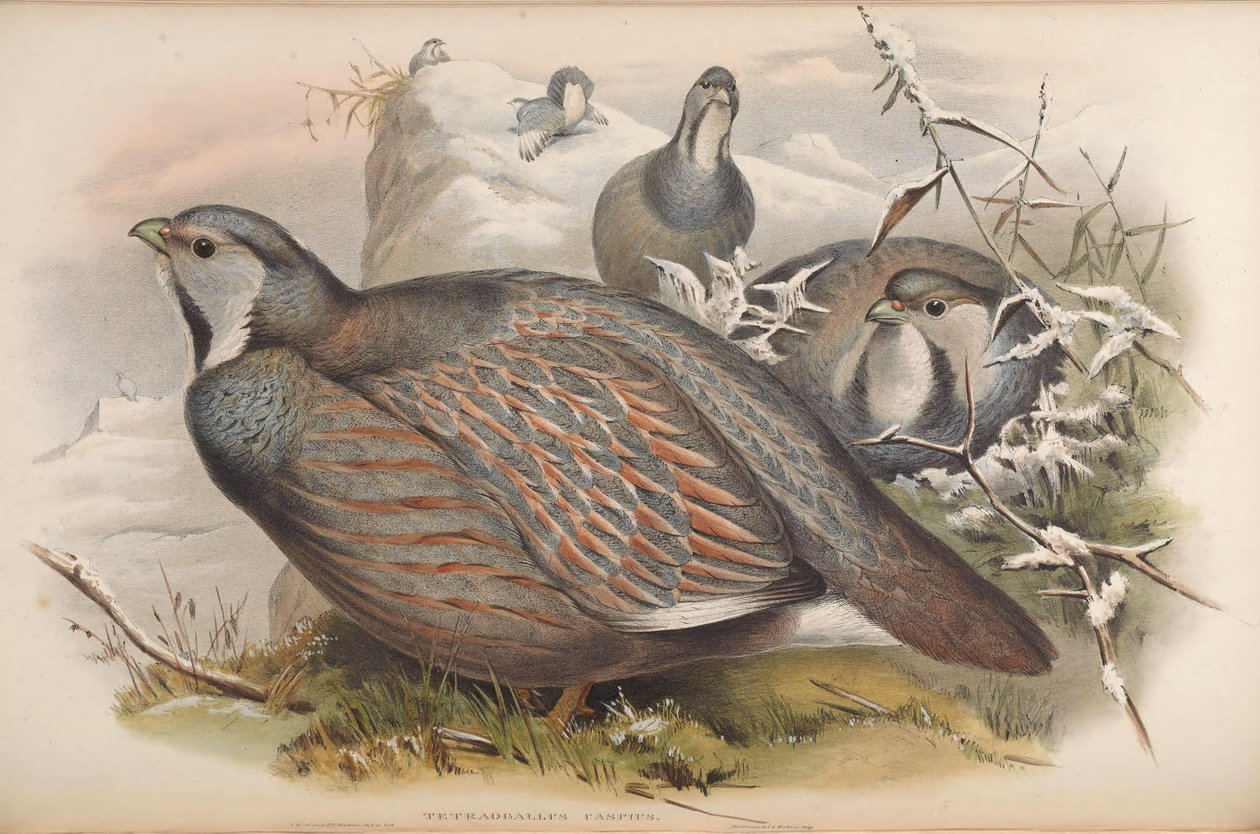Tetraogallus caspius بواسطة جون جولد