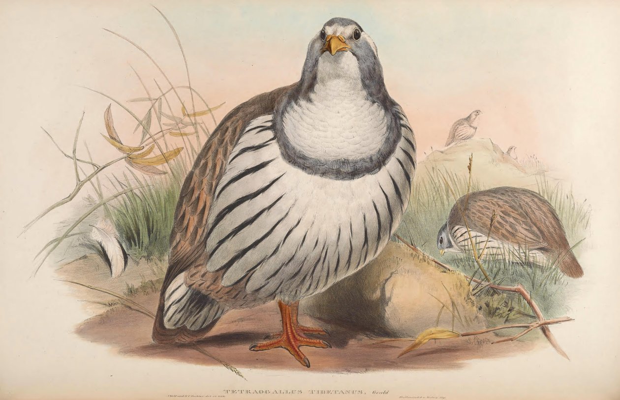 Tetraogallus tibetanus بواسطة جون جولد