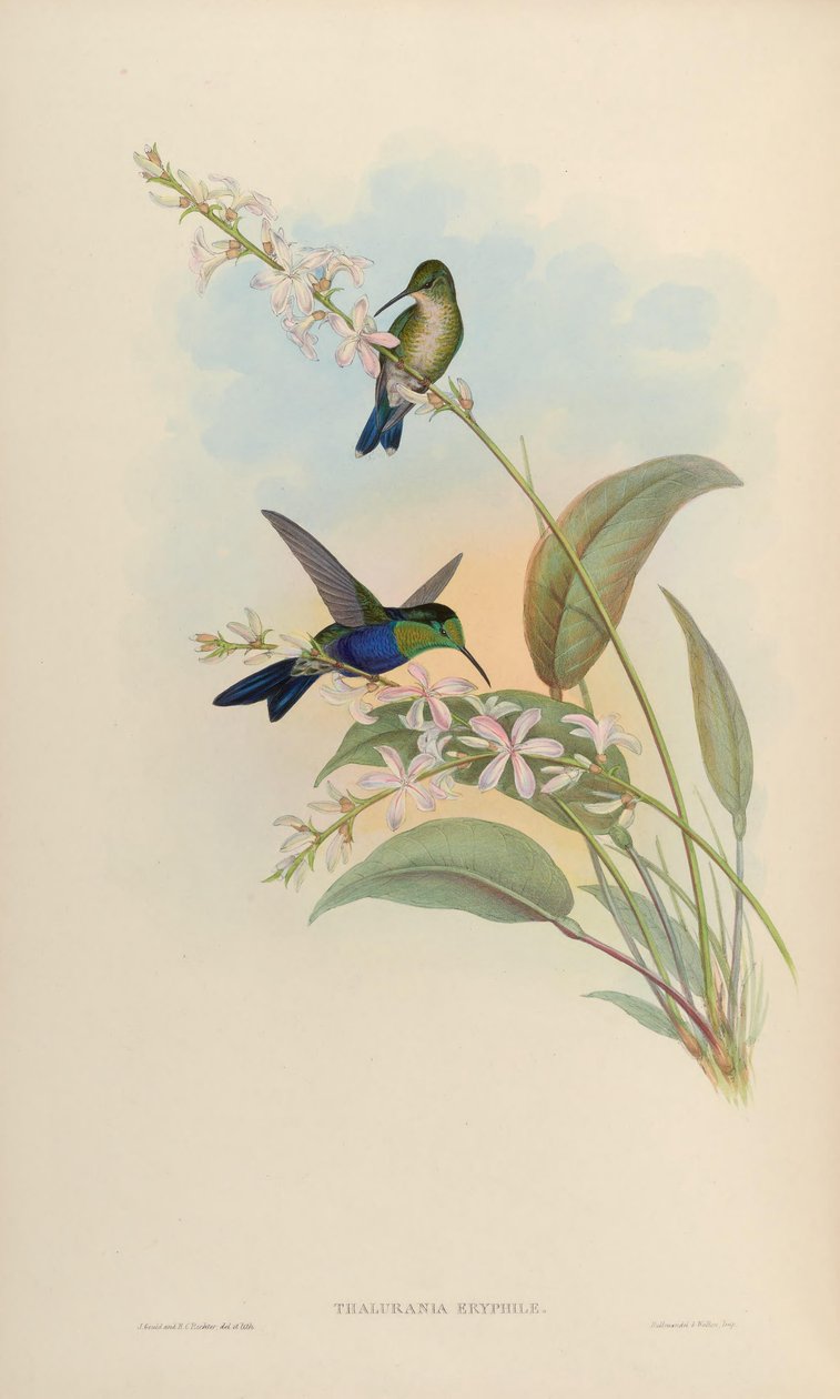 Thalurania eryphile = Thalurania furcata eriphile بواسطة جون جولد