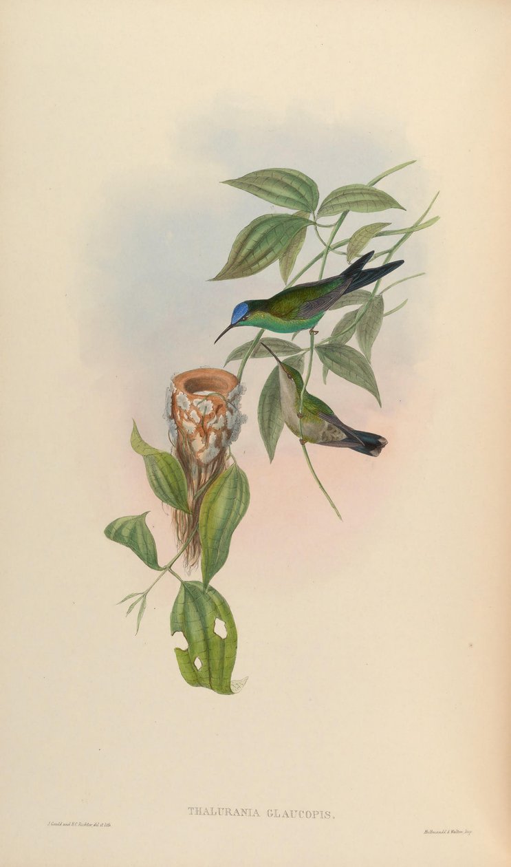 Thalurania glaucopis بواسطة جون جولد