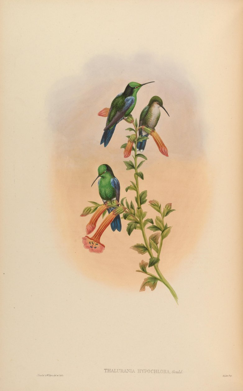Thalurania hypochlora = Thalurania fannyi hypochlora بواسطة جون جولد